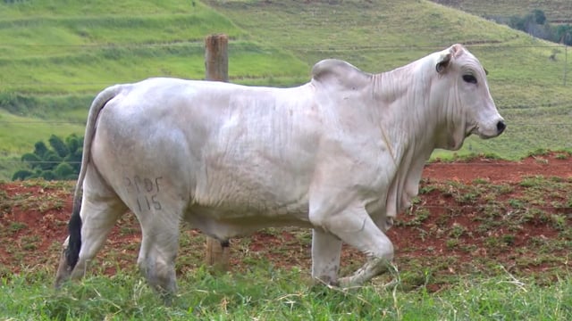Lote 02