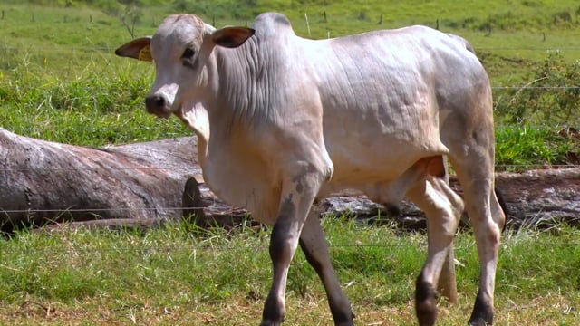 Lote 04