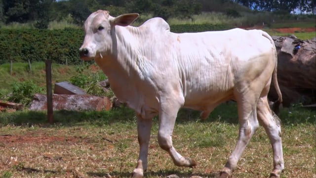 Lote 05