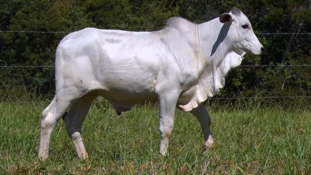 Lote 07