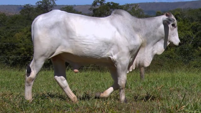 Lote 16
