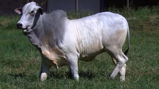 Lote 25