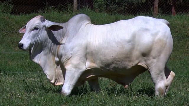 Lote 27