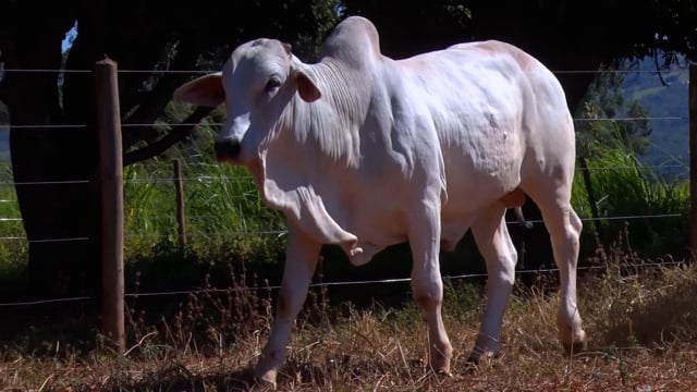 Lote 30
