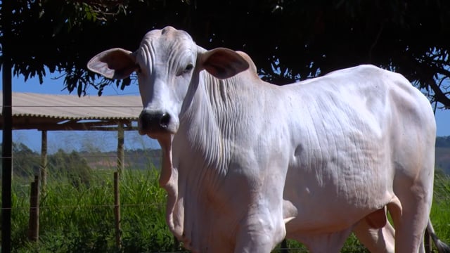 Lote 31