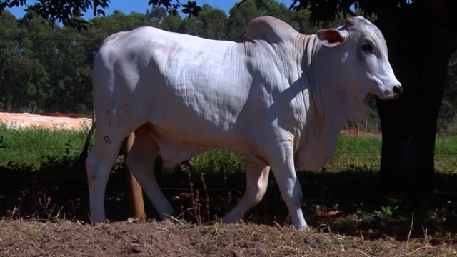Lote 32
