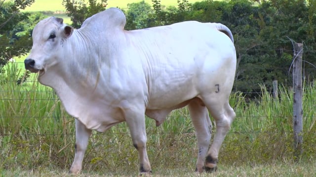 Lote 35