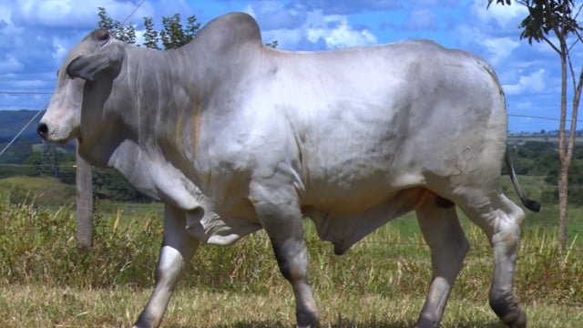 Lote 36