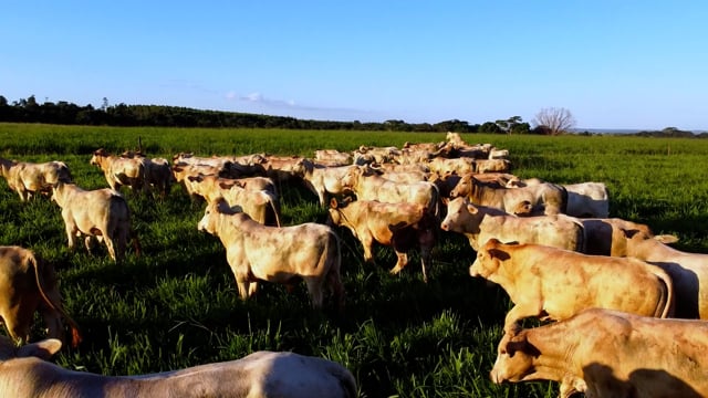 Lote 02F