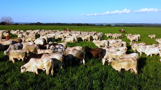 Lote 02N