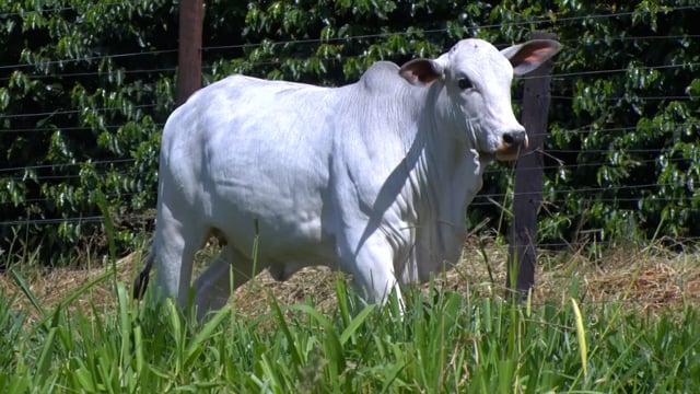 Lote 05