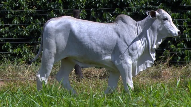 Lote 06