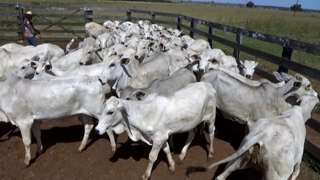 Lote 03G