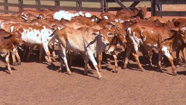 Lote 05CA