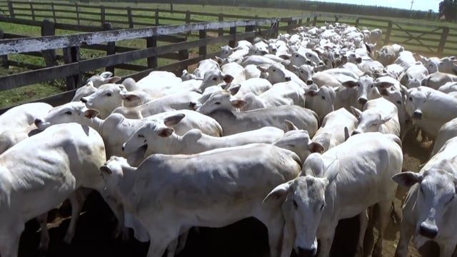 Lote 05G