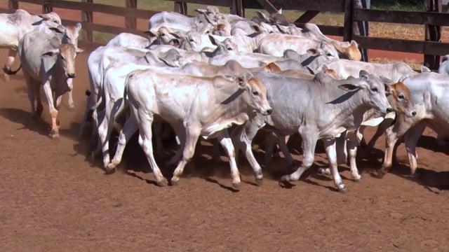 Lote 06CA