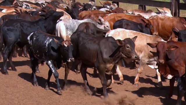 Lote 07CA