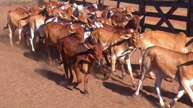 Lote 08CA