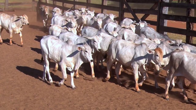 Lote 09CA