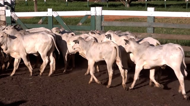 Lote 15C