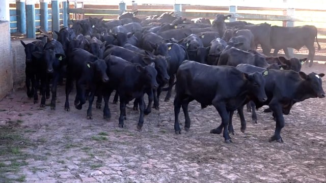 Lote 16C