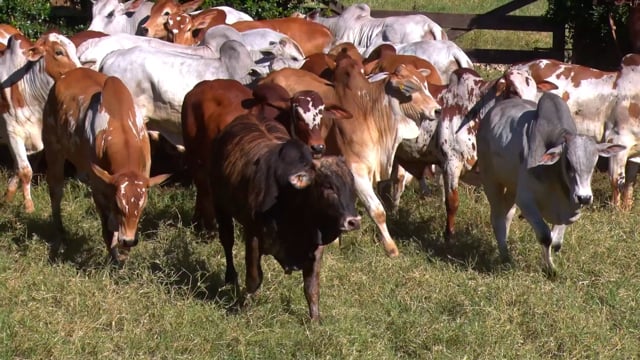 Lote 04CA