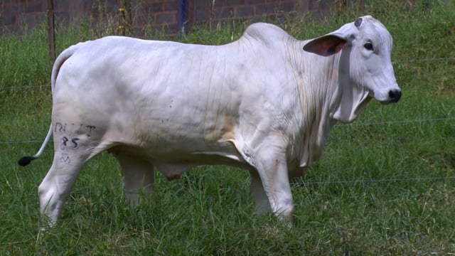 Lote 56