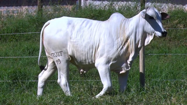 Lote 57