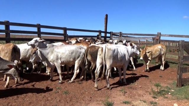 Lote 25CA