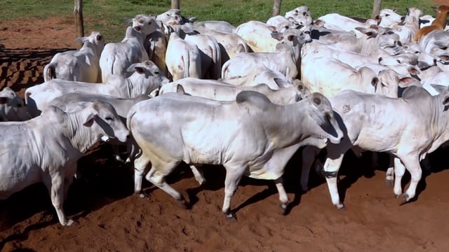 Lote 01A