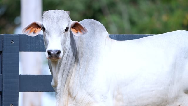 Lote 60