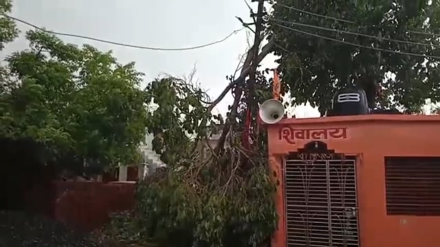 सिंदेवाही येथे शनिवारला वादळी वाऱ्यासह पावसाने, वृक्ष कोसळले.