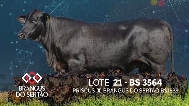 Lote 21