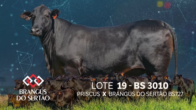 Lote 19