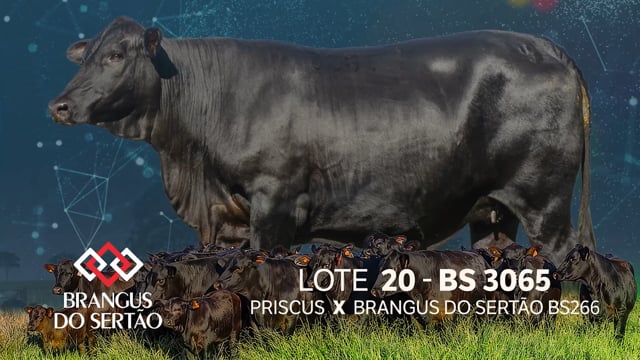 Lote 20