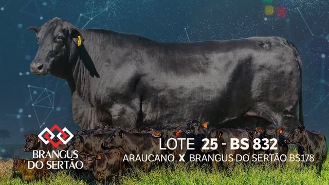Lote 25