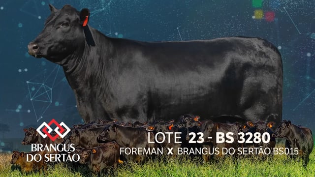 Lote 23