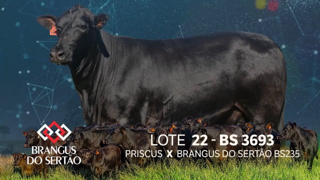 Lote 22