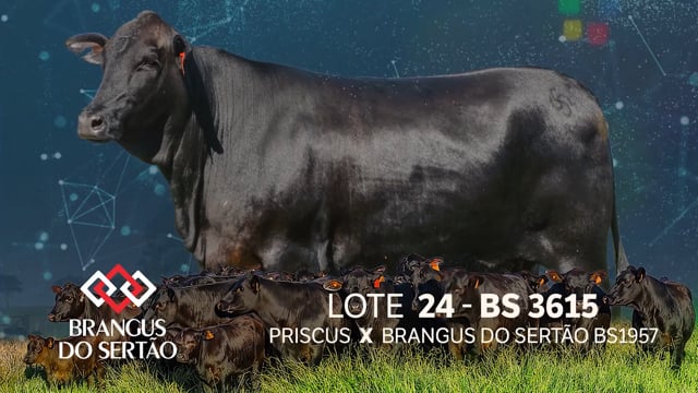 Lote 24