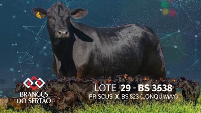 Lote 29