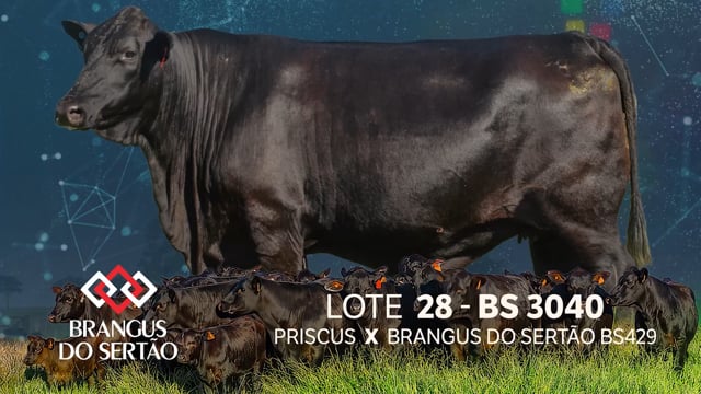 Lote 28