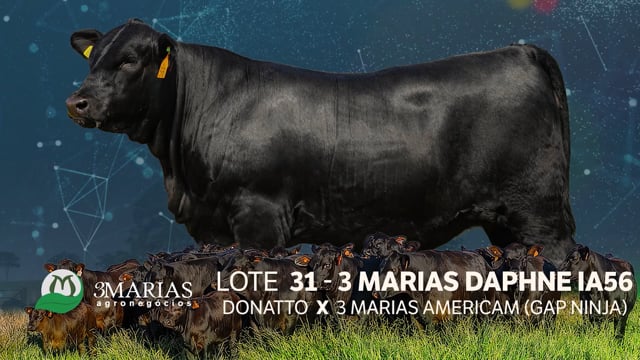 Lote 31