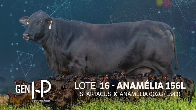 Lote 16