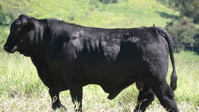 Lote 100