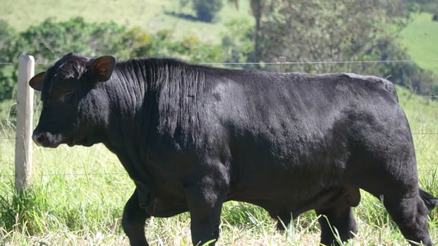 Lote 102