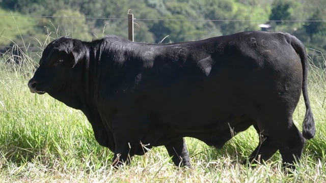 Lote 106
