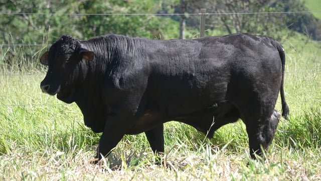 Lote 105