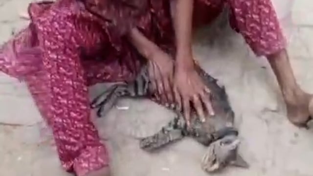 ▶️......यूपी: बुलंदशहर में बुजुर्ग महिला पालतू बिल्ली और उसके 4 नवजात बच्चों का लालन पालन कर रही थी। अचानक बिल्ली की मौत हो गई, बिल्ली की मौत से बुजुर्ग महिला को इस कदर धक्का लगा वह दहाड़ मारकर रोने लगी। बिलखने लगी। बिल्ली की मौत पर बुजुर्ग महिला के विलाप की ये तस्वीर निःस्वार्थ मोहब्बत का प्रतीक बन गई है।  ये तस्वीर बुलंदशहर के कुछेजा गांव की है।