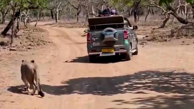 ▶️.....गिर रिज़र्व फारेस्ट में टूरिस्ट के सामने शेरनी ने किया शिकार
टूरिस्ट जीप के पीछे आड़ लेकर बड़ी होशियारी से अपने शिकार को बेहद करीब आने दिया, फिर फुर्ती से दौड़ा कर दबोच लिया....
अदभुत दृश्य देखकर पर्यटक हुए बेहद रोमांचित