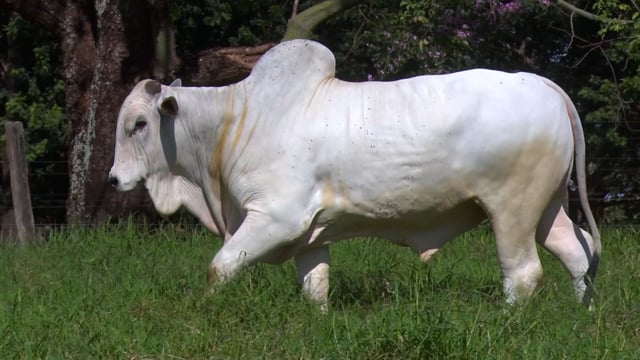 Lote 65